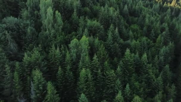 Hava Manzaralı Ağaçların Dronu Dağların Üzerinden Uçuyor Güneş Işığında Orman — Stok video
