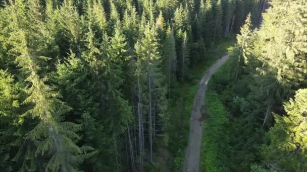 Veduta Aerea Strada Bella Pineta Verde Con Tettoie Abeti Rossi — Video Stock