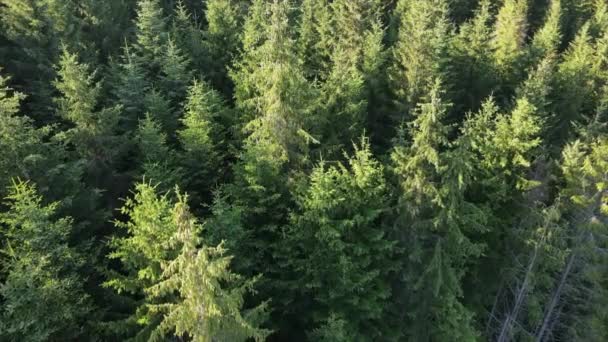 Widok Lotu Ptaka Zielone Drzewa Lesie Zachodzie Słońca Miękkie Światło — Wideo stockowe