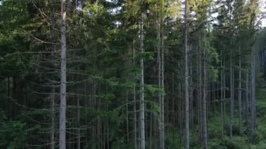 Güneşli bir günde sakin yeşil ormanın insansız hava aracı görüntüsü. Harika bir doğa harikası. Ağaç tepeleri bozulmamış ve el değmemiş doğa koruma alanıdır. Vahşi doğa elementleri