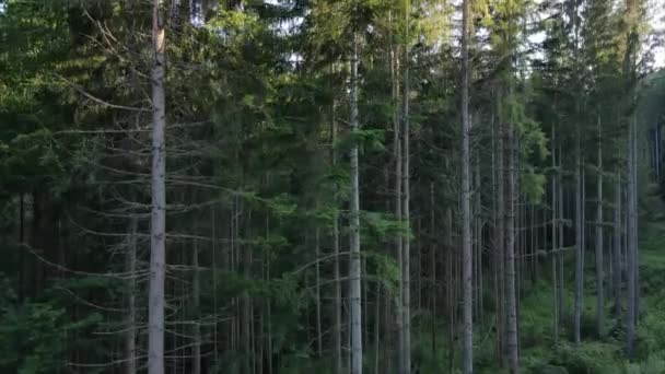 Vue Aérienne Drone Forêt Verte Calme Par Temps Ensoleillé Belle — Video
