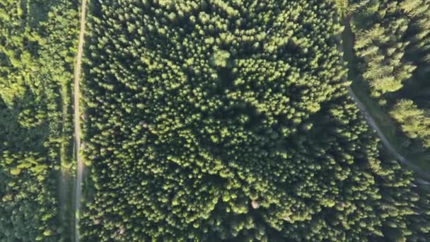 Vue aérienne de drones ou images de routes sinueuses à côté de forêts mixtes denses par temps ensoleillé en été. Belle merveille naturelle, endroit calme pour le tourisme vert. Exploration et destination de voyage