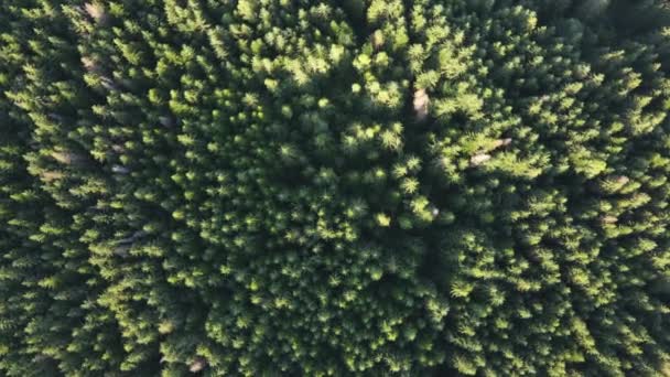 Vista Aérea Bela Floresta Verde Drone Filmar Directamente Para Baixo — Vídeo de Stock