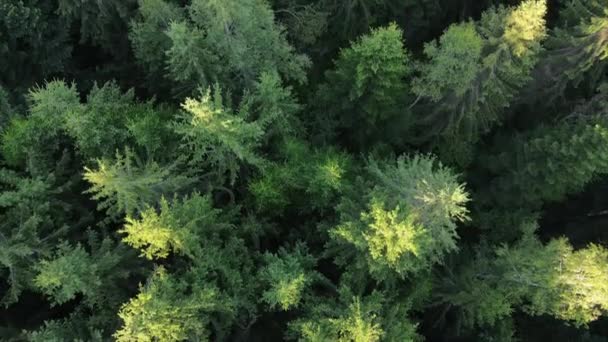 Wędrowny Cel Podróży Hipnotyzujące Widząc Naturę Strzał Drona Spokojnego Zielonego — Wideo stockowe