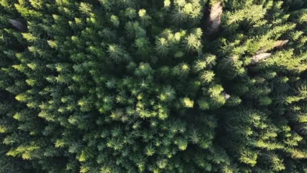 Vista Aérea Del Hermoso Bosque Pinos Verdes Con Copas Abetos — Vídeos de Stock