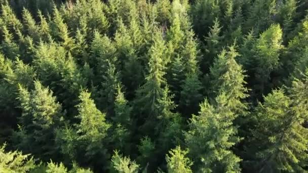 Foto Aérea Dron Paisaje Épico Gran Bosque Verde Durante Hermosa — Vídeos de Stock