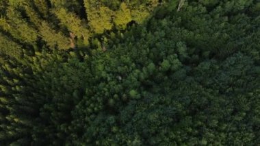 İnanılmaz destansı, yeşil, güzel, karışık ormanın insansız hava aracı çekimleri. Saf ve temiz huzurlu bir manzara. Web sitesi konsepti için arkaplan