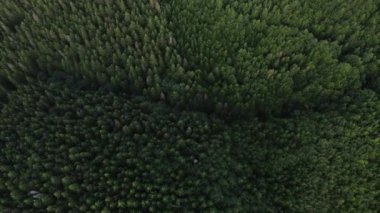 İnanılmaz destansı, yeşil, güzel, karışık ormanın insansız hava aracı çekimleri. Saf ve temiz huzurlu bir manzara. Web sitesi konsepti için arkaplan