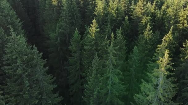 Спокойное Лето Красивом Зеленом Лесу Беспилотник Снимает Прямо Вниз Спускается — стоковое видео