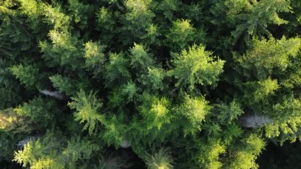 Drone a photographié un paysage épique de forêt verte pendant la belle lumière du soleil d'été. Calme de la nature sauvage le soir chaud. Exploration du parc national et destination touristique