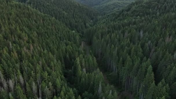 Flygdrönare Bilder Vägen Slingrar Bredvid Frodiga Vilda Gröna Skogen Vackra — Stockvideo