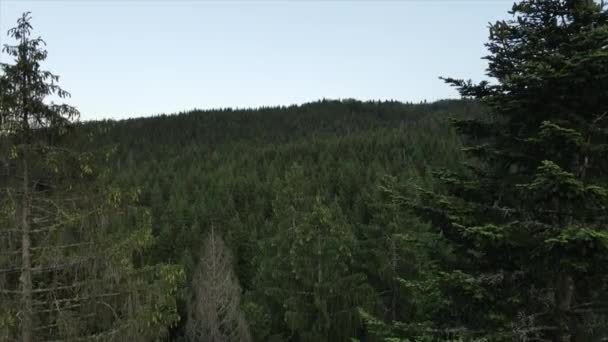 Vista Aérea Floresta Verde Nas Montanhas Verão Drone Disparou Sobre — Vídeo de Stock