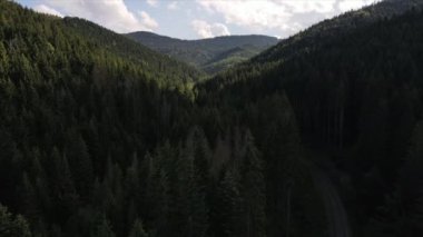 Karpat Dağları 'ndaki yeşil ormanın havadan görünüşü. İnsansız hava aracı ağaç tepeleri üzerinde uçuyor, doğal parktaki güneşli bir günde. Doğa arkaplan görüntüleri