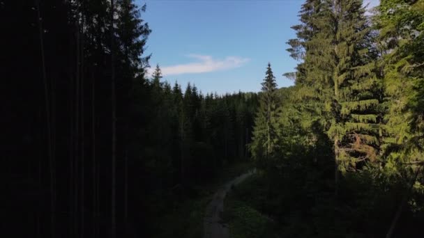 Повітряний Безпілотник Застрелив Неймовірну Епічну Літню Лісову Дорогу Між Сосновими — стокове відео