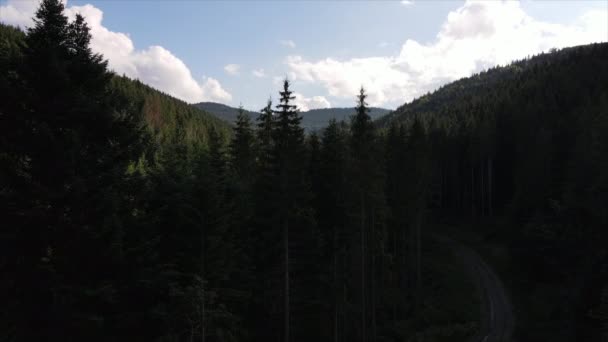 Дивовижні Надихаючі Епічні Кадри Зелених Хвойних Дерев Сільській Місцевості Літній — стокове відео