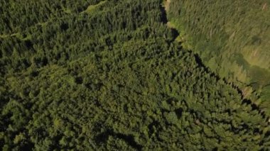 Destansı ve ilham verici yeşil kozalaklı ormanın insansız hava aracı görüntüleri büyüleyici ve güzel doğayı görüyor. Ağaç tepeleri, el değmemiş ve el değmemiş doğal rezervler..