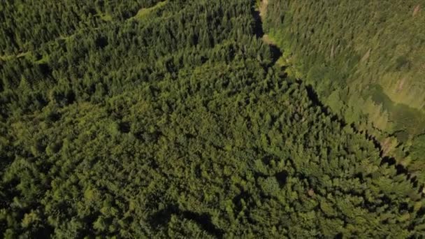 Drohnenaufnahmen Epischer Und Inspirierender Landschaft Grüner Nadelwald Faszinierende Und Wunderschöne — Stockvideo