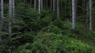 Alacakaranlık, büyüleyici ve doğayı gören eski kozalaklı ormanın destansı ve ilham verici manzarasının insansız hava aracı görüntüleri. Turizm ve seyahat için ulusal park keşfi ve tatil beldesi