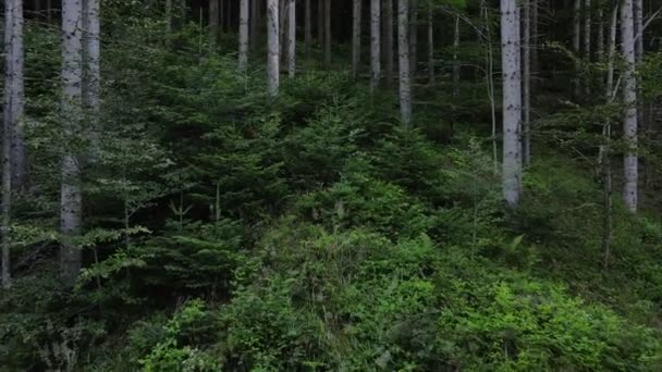 Imagens Drones Paisagem Épica Inspiradora Antiga Floresta Coníferas Durante Crepúsculo — Vídeo de Stock