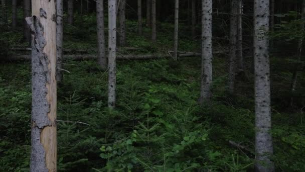 Беспилотные Съемки Эпического Вдохновляющего Пейзажа Спокойного Хвойного Леса Время Сумерек — стоковое видео