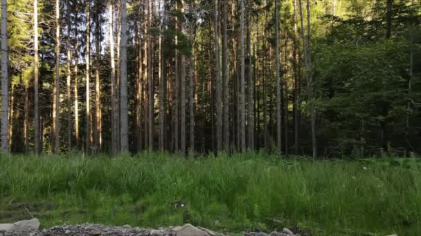 Дронний Знімок Молодої Вагітної Жінки Капелюсі Йде Поблизу Красивого Лісу — стокове відео