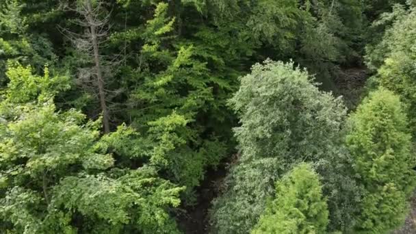 Drone Plan Calme Majestueux Belle Forêt Mixte Verte Paysage Montagne — Video