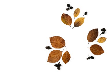 Yaratıcı sonbahar düzlüğü, beyaz arka plan fotokopi alanı üzerinde kurumuş yapraklar ve çam kozalakları üzerinde yatıyordu. Feminen blog sosyal medya için sonbahar şablonu