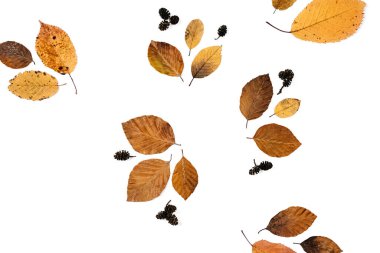 Sonbahar beyazı bembeyaz arka planda, reklam amaçlı kuru yapraklarla bezenmiş düz bir kompozisyon. Yaratıcı sonbahar, şükran günü, sonbahar, cadılar bayramı konsepti. Üst görünüm, alanı kopyala