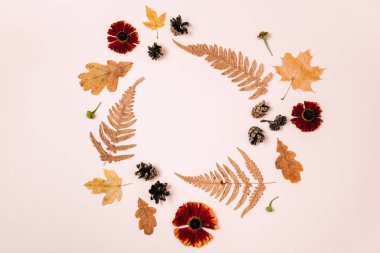 Sonbahar kompozisyonu. Kurumuş akçaağaç yapraklarından çelenk, kırmızı çiçekler, eğrelti otları, reklam için pembe stüdyo arka planında çam kozalakları. Sonbahar, sonbahar, Şükran Günü konsepti. Düz yatış, üst görünüm