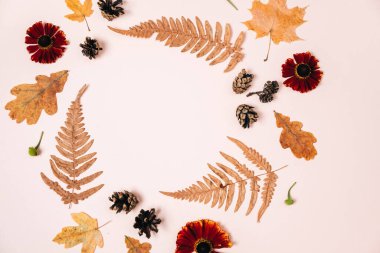 Düz kompozisyon, kuru akçaağaç yaprakları, eğreltiotu, kırmızı çiçekler ve reklam için pembe stüdyo arka planında çam kozalakları. Yaratıcı sonbahar, şükran günü, sonbahar, cadılar bayramı konsepti. Üst görünüm, alanı kopyala