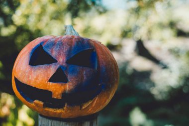 Güneşli bir günde sonbahar ormanlarında oyulmuş büyük turuncu balkabağının yatay görüntüleri. Cadılar Bayramı için geleneksel Fenerler. Sonbahar tatili kavramı