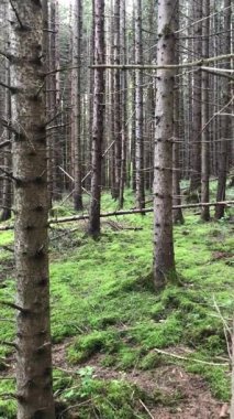 Sihirli kozalaklı orman ve yaz güneşinin ılık sabah ışınlarında yeşil yosun. Yolculuk maceralarını, doğayı ve çevreyi kavramsallaştır