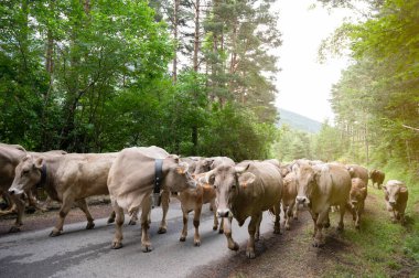 İnekler göç sırasında yürür, Pireneler 'de geçiş, İspanya