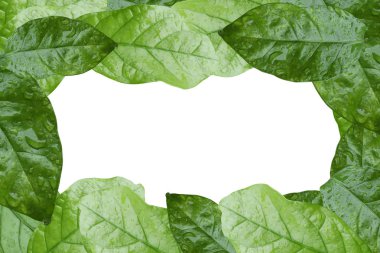 Kırpma yolunu ve metin, Jasminum bilimsel adı için boş yer beyaz zemin üzerine izole kare taze yaprakları.