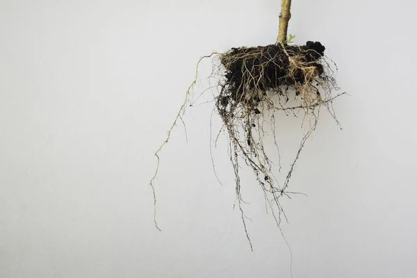 Sfondo Delle Vicine Radici Degli Alberi Che Sono Attaccati Terreno — Foto Stock