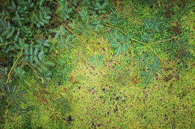Üstten görünüm, küçük çimenli yeşil arka plan ve hassas mimosa pudica Bienal bitki.