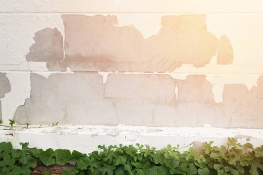 Aşırı neme kalıp ve peeling boya duvar yağmur suyu sızıntıları veya su sızıntıları gibi neden olabilir .