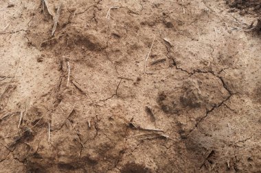 Verimli tropikal toprak karışımı bambu yaprakları mineral yönünden yüksek.