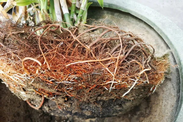 Raíz Fibrosa Del Árbol Que Crece Demasiado Maceta Pequeña Falta — Foto de Stock