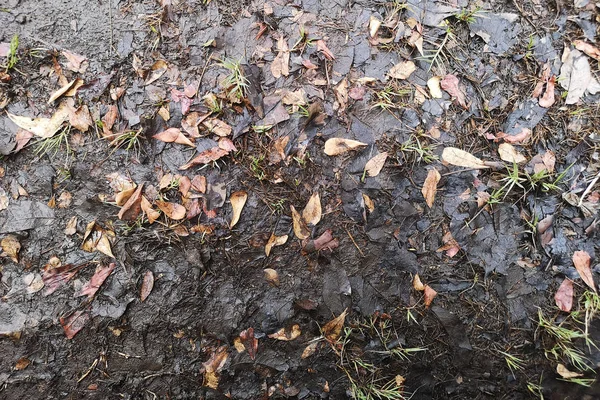 Suche liście pokryte mokrą glebą rozkłada się na nawóz organiczny. — Zdjęcie stockowe