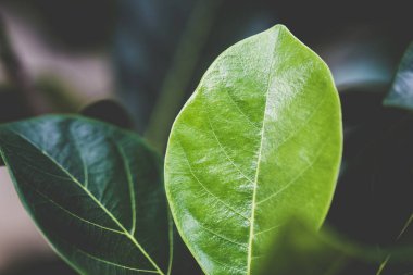 bulanıklık arka plan ile yeşil yaprakları. Doğa kavramı