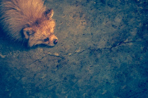 Islak Kirli Çimento Yerdeki Sıkılmış Ruh Hali Ile Kahverengi Pomeranian — Stok fotoğraf