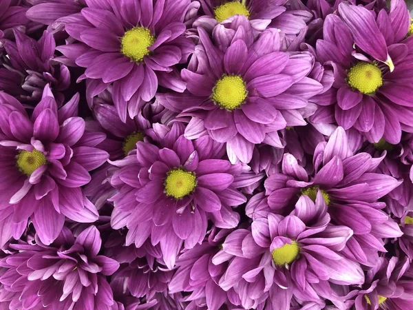Beautiful violet pink Chrysanthemum flower in close up and top view sell in the flower zone in supermarket store