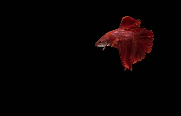 Peixe vermelho siamês de combate (Betta) isolado sobre fundo preto — Fotografia de Stock