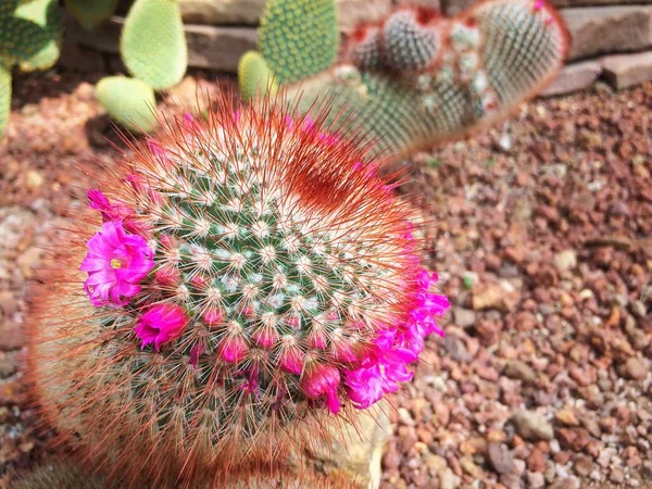 kaktüs bahçesinde bulunan kum taş çakıl arka plan.