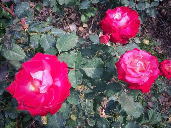 Rosas Vermelhas Florescem Árvore Jardim Rosas Natureza Fundo — Fotografia de Stock