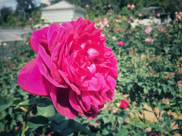 Pembe Gül çiçek gül Bahçe doğa arka plan ağaç üzerinde.