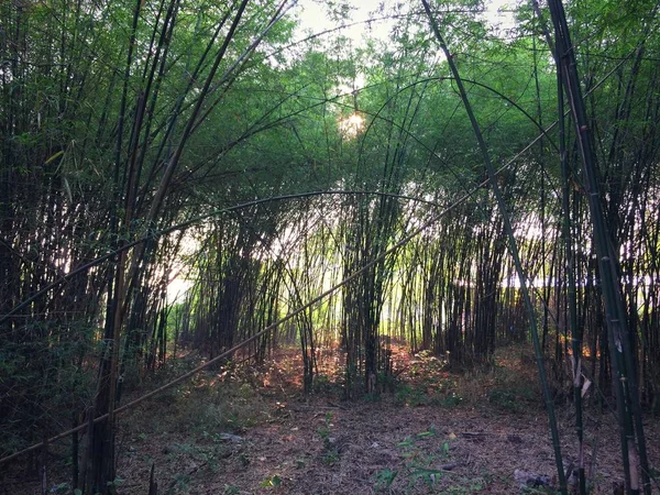 竹の森自然緑の背景 — ストック写真