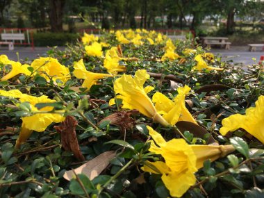 Bu arada trompet çiçek Güz sarı