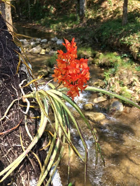 Flower Wild Orkidé Apelsin Naturen — Stockfoto